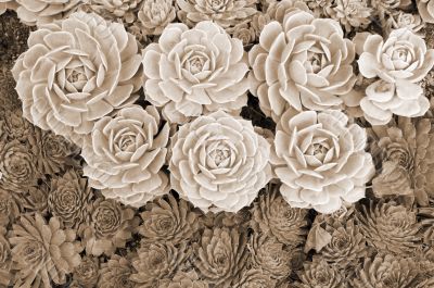 Succulents sepia Succulents sepia