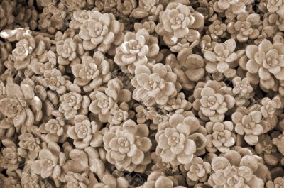 Succulent Plants Cluster sepia Succulent Plants Cluster sepia