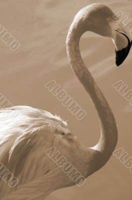 Flamingo Bird Closeup sepia