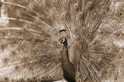 peacock dance attracting peahen sepia
