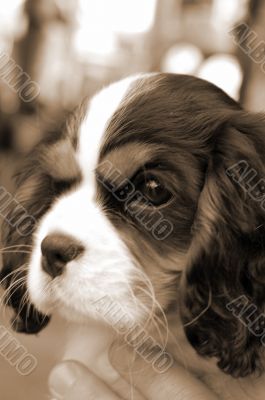 Pet Dog Closeup sepia