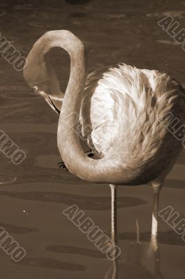 Flamingo Bird sepia Flamingo Bird sepia