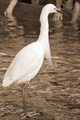 White Crane Bird sepia