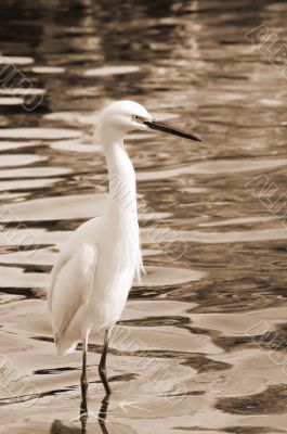 Migratory Crane Bird sepia