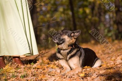 Lying dog in the forest