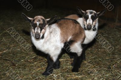 Young Goat Young Goat