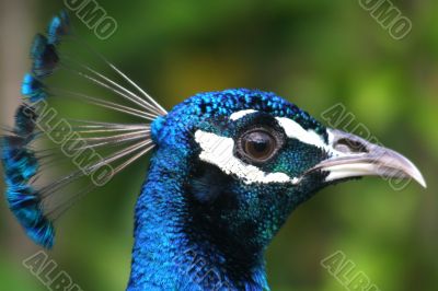 Peacock