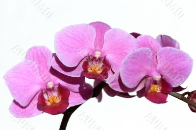 Violet Phalaenopsis Orchid