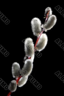Willow Twig Willow Twig