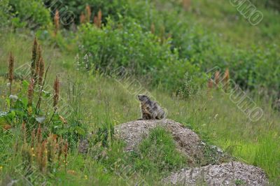 Young Marmot