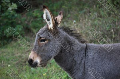 Young Donkey