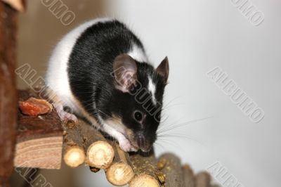 Black and white mouse