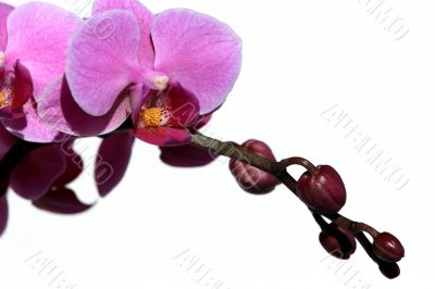 Violet phalaenopsis orchid