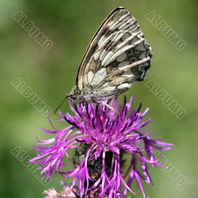 Butterfly on a green background