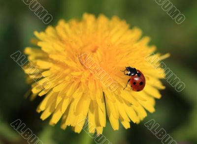 Ladybug on a Yellow Flower