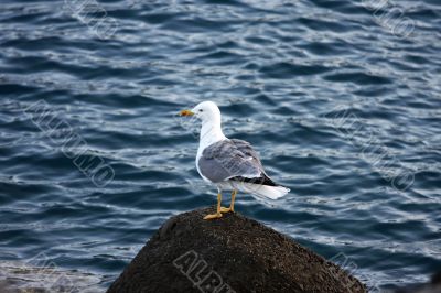 Gull standing on a Stone Gull standing on a Stone