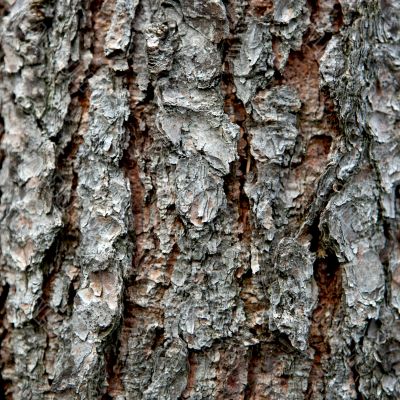 Pine Bark