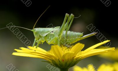 Grasshopper