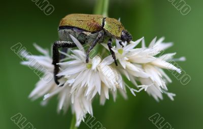 Colorful Beetle