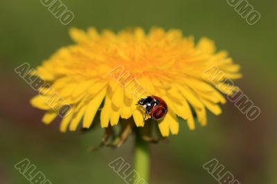 Ladybug on a Yellow Flower