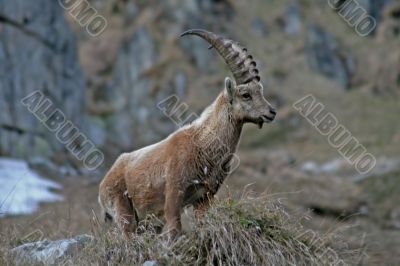 Young Capra Ibex