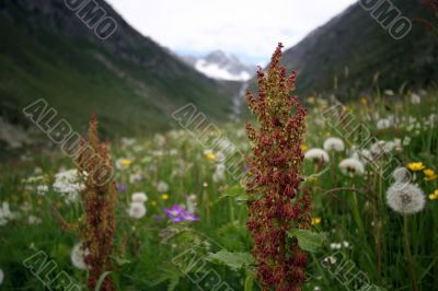 Field plenty of flowers