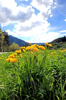 Summer Landscape