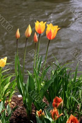 Tulips