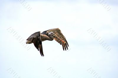 Flying Pelican