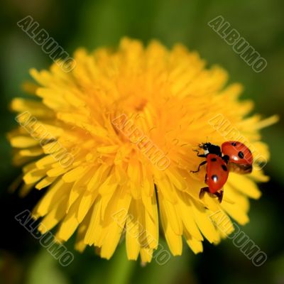 Ladybug on a Yellow Flower