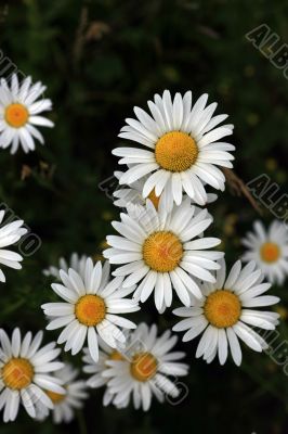 Marguerite Flowers