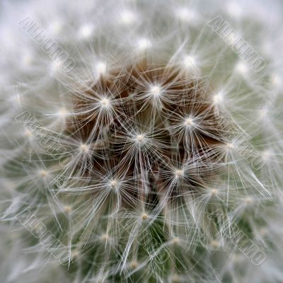 Wind Dandelion