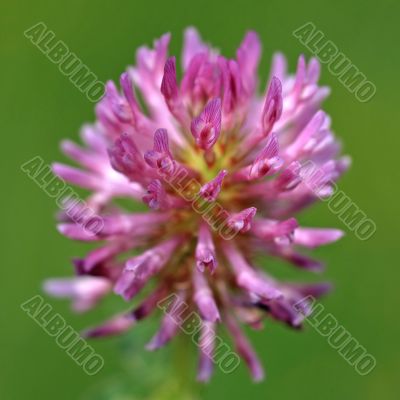 Red Clover