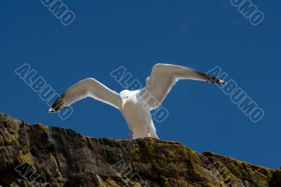 Seagull on a cliff
