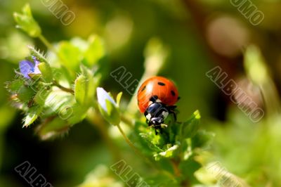 Ladybug on a plant