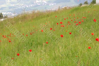 Poppy Flowers