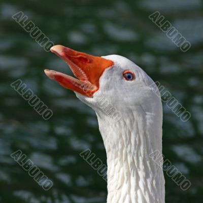 White Goose