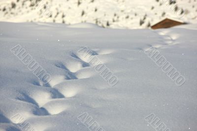 Tracks in the snow