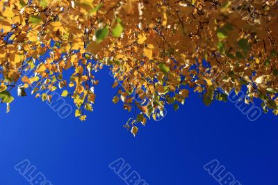 Autumn Leaves against Blue Sky Autumn Leaves against Blue Sky