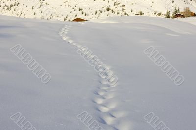 Tracks in the snow