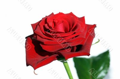 Red Rose