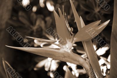 Flower Bird Of Paradise Strelitzia reginae sepia