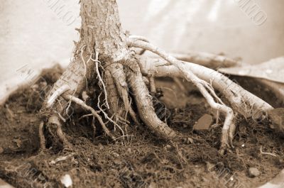 Bonsai Plant roots sepia