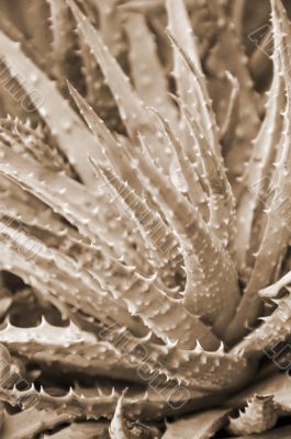 Spiny Aloe Plant sepia