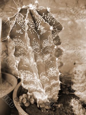 Dotted Cactus Plant sepia