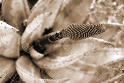 Closeup of Aloe Succulent Plant Flowering sepia