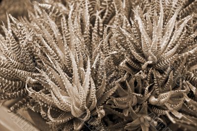 Clustered Aloe Succulent Plant sepia