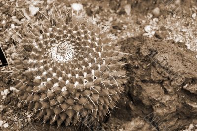 Cactus Mammilaria magnimamma sepia