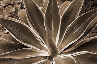 Aloe Succulent sepia