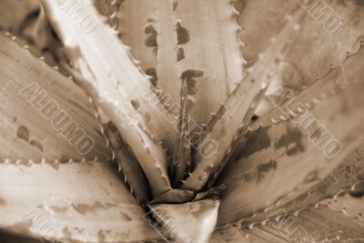 Closeup of Aloe Plant sepia
